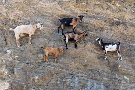 goat on side of mountain